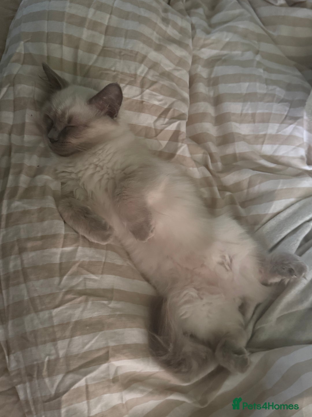Ragdoll cats for sale: Lilac point Ragdoll kitten - Image 4