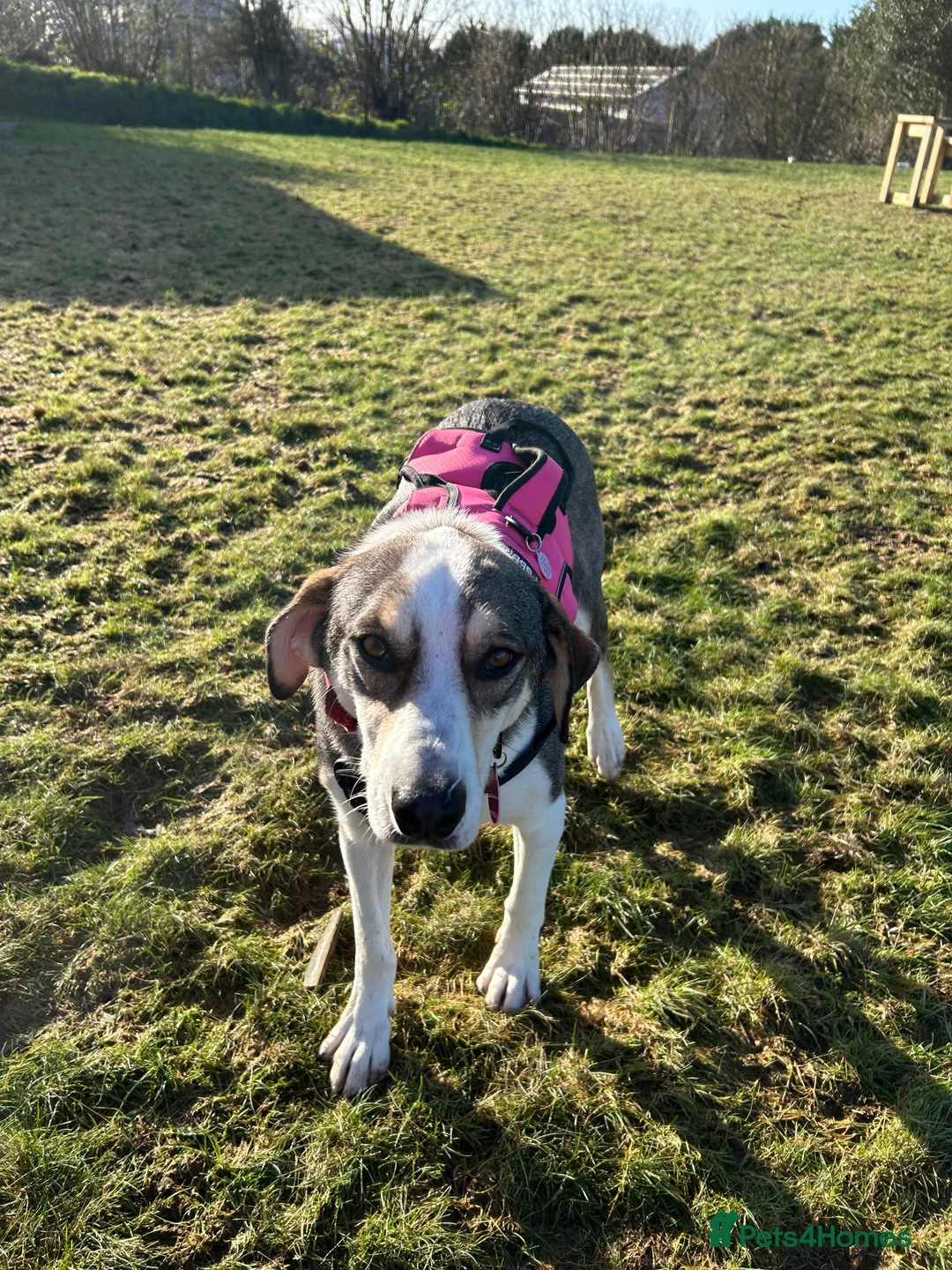 Mixed Breed dogs for adoption: MABEL - RESERVED  - Advert 8