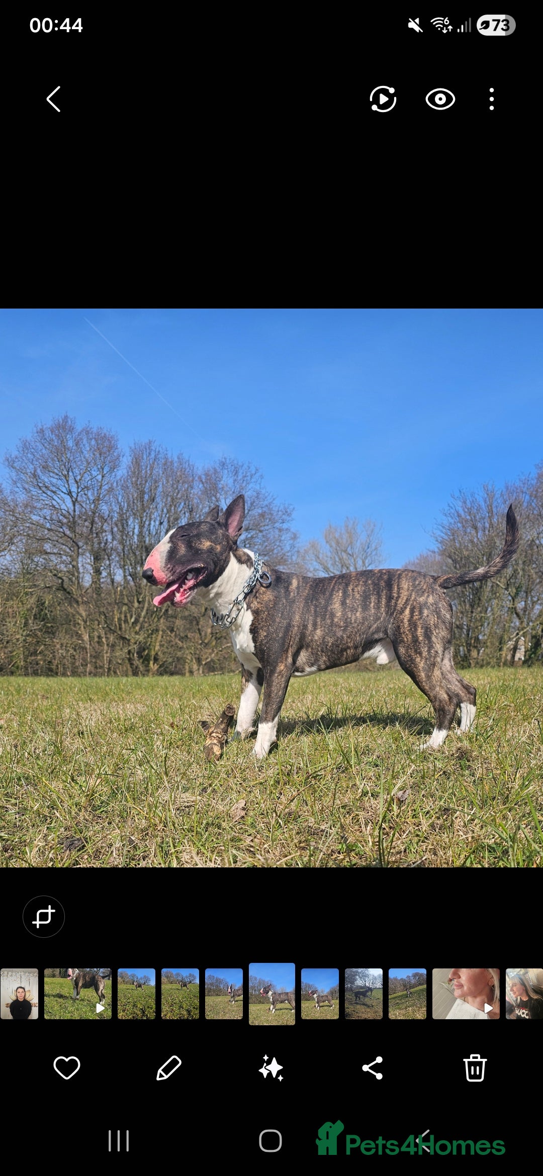 English Bull Terrier dogs English bull terrier  - Advert 9
