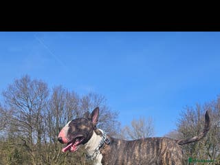 English Bull Terrier dogs English bull terrier - Advert 9