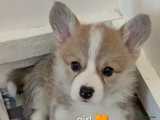 Welsh Corgi Pembroke dogs Quality, dna clear healthy fit pups - Advert 9