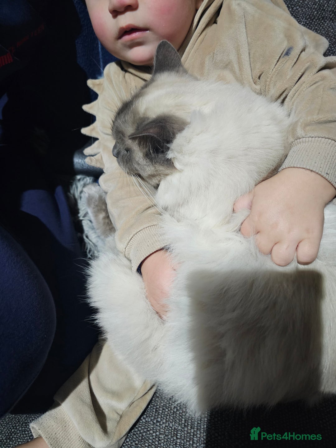 Ragdoll cats for sale:  beautiful Ragdoll cat - Advert 1