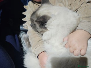 Ragdoll cats beautiful Ragdoll cat - Advert 9