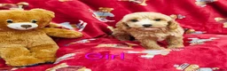 Cockapoo dogs for sale: ⚜️Pure Quality Cockapoos ⚜️ - Advert 10