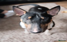 English Bull Terrier dogs for sale: English Bull Terrier - Image 2