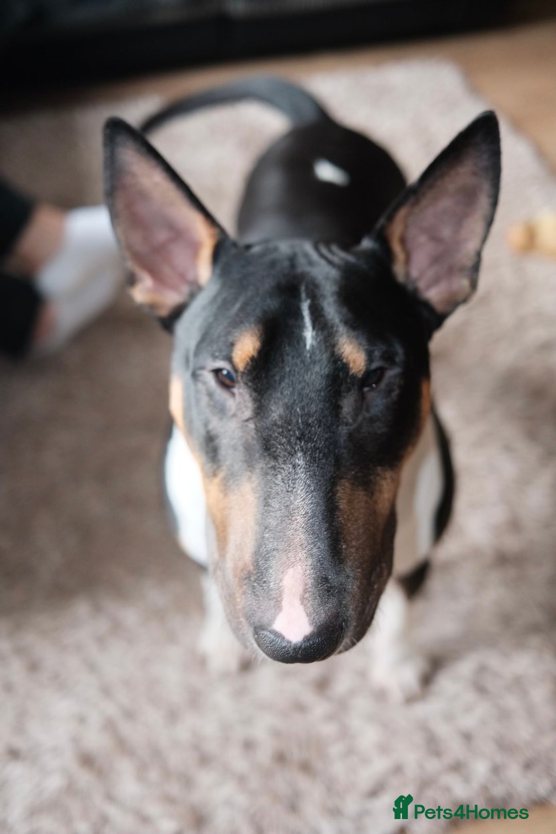 English Bull Terrier dogs for sale: English Bull Terrier - Image 2