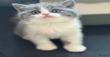 British Shorthair cats - Advert 2