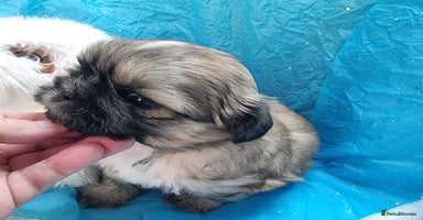 Shih Tzu dogs - Advert 11