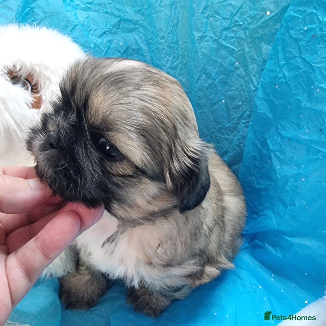 Shih Tzu dogs for sale: Kc reg stunning very tiny babies boys/girls - Image 12