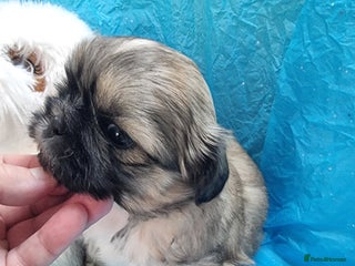 Shih Tzu dogs - Advert 12