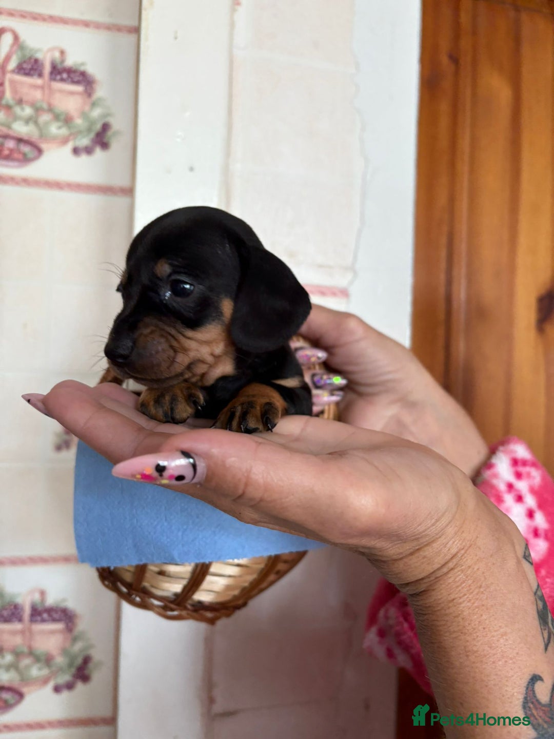 Dachshund dogs for sale: Our 7 Adorable Dachshund Puppies Ready for Homes - Image 13