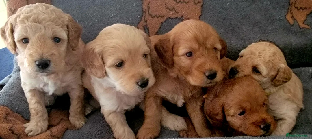 Maltipoo dogs for sale: F1b Maltipoo  - Advert 7