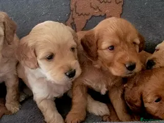 Maltipoo dogs F1b Maltipoo - Advert 5