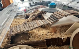 Gerbil rodents for sale: 2 Male gerbils ( 4 months old )  - Image 4