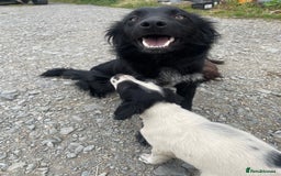 Sprollie dogs for sale: Sprollie Pups - Image 8
