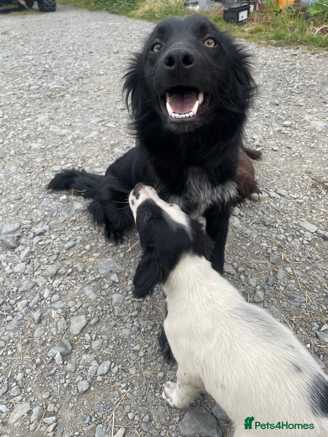 Sprollie dogs for sale: Sprollie Pups - Image 8