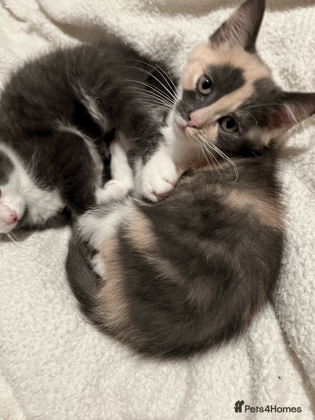 Domestic Shorthair cats for sale: Adorable Kittens Looking for Their Forever Homes - Advert 21