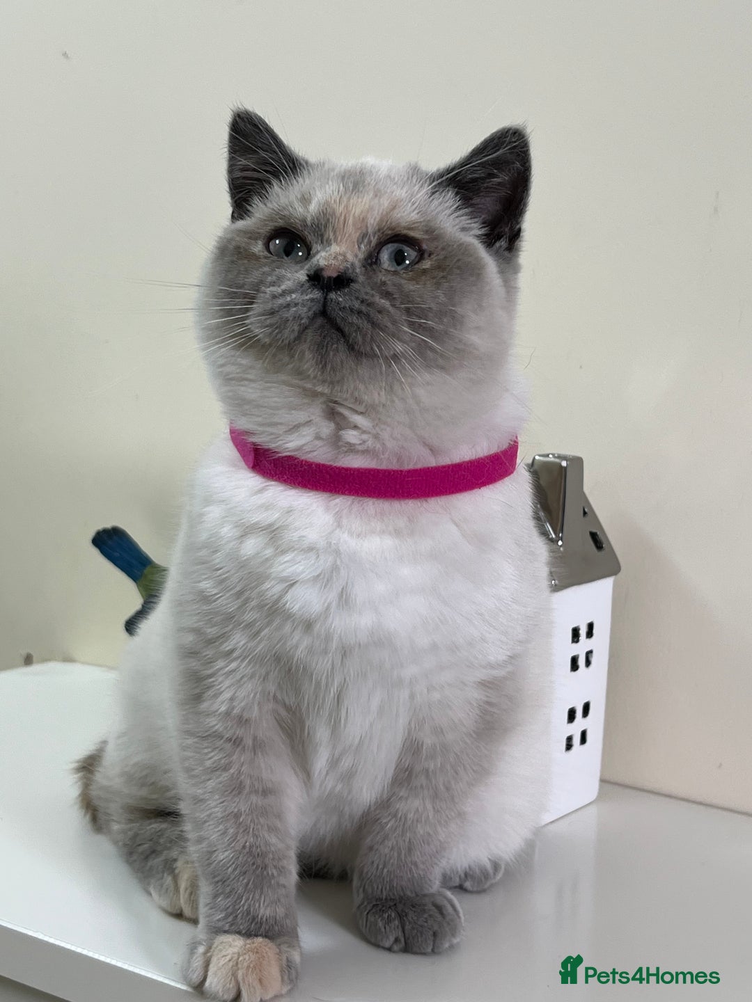 British Shorthair cats for sale: British Longhair & British Shorthair. - Advert 6