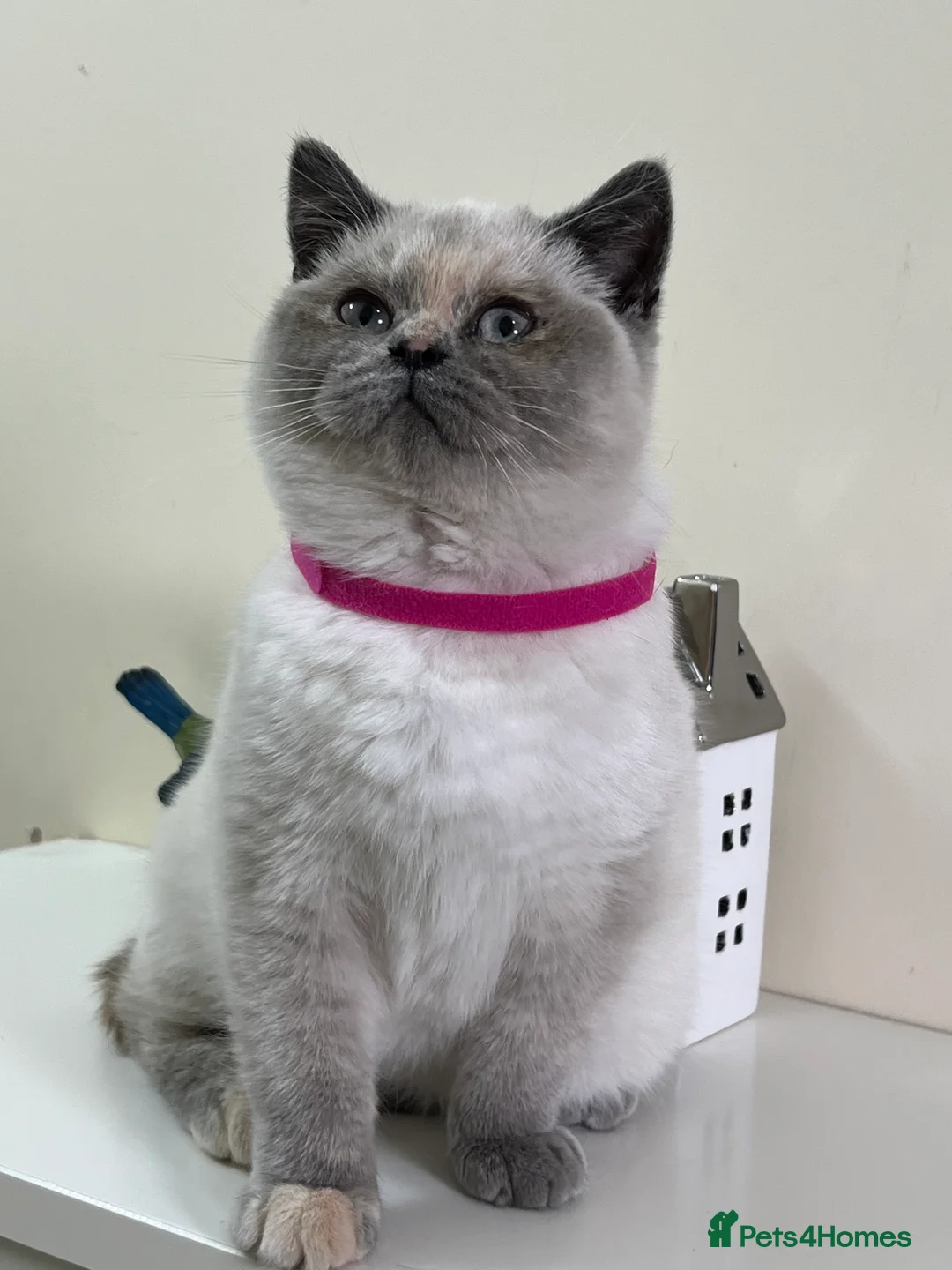 British Shorthair cats for sale: British Longhair & British Shorthair. - Advert 6