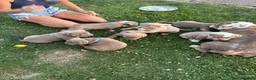 Olde English Bulldogge dogs for sale:  Olde English Bulldog Puppies L - Advert 12