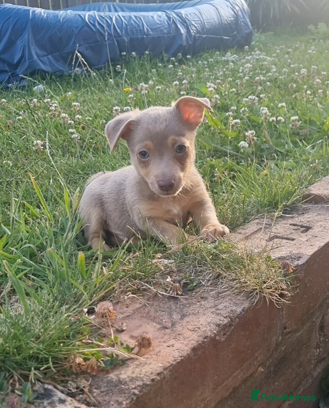 Jack Russell dogs for sale: Miniature jack Russell's READY NOW  - Image 5