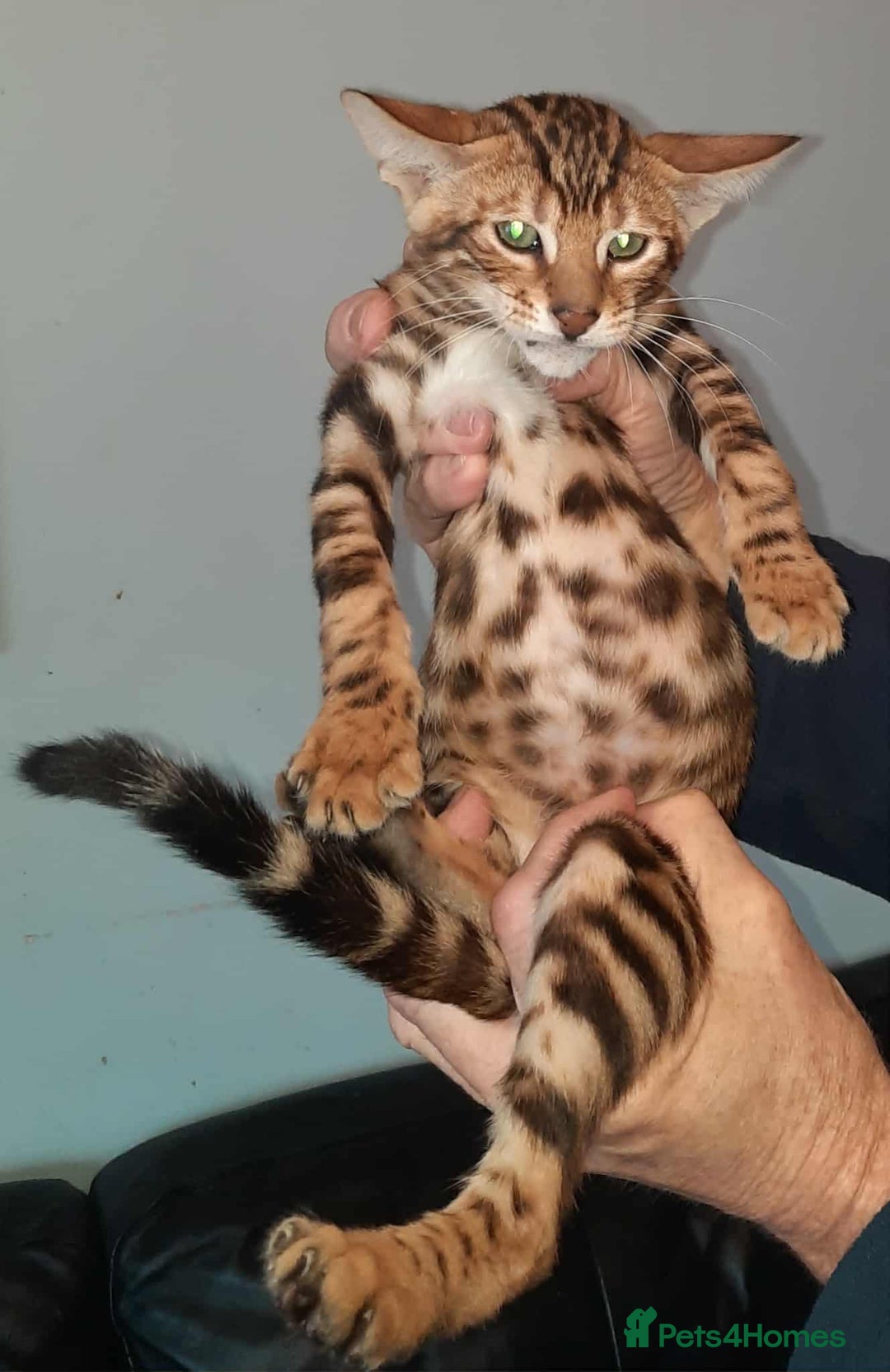 Toyger cats for sale: STUNNING TICA REG, PEDIGREE TOYGER CUBS - Image 17
