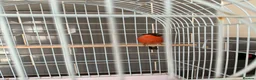 Finches birds for sale: Siberian bull finch  - Advert 5
