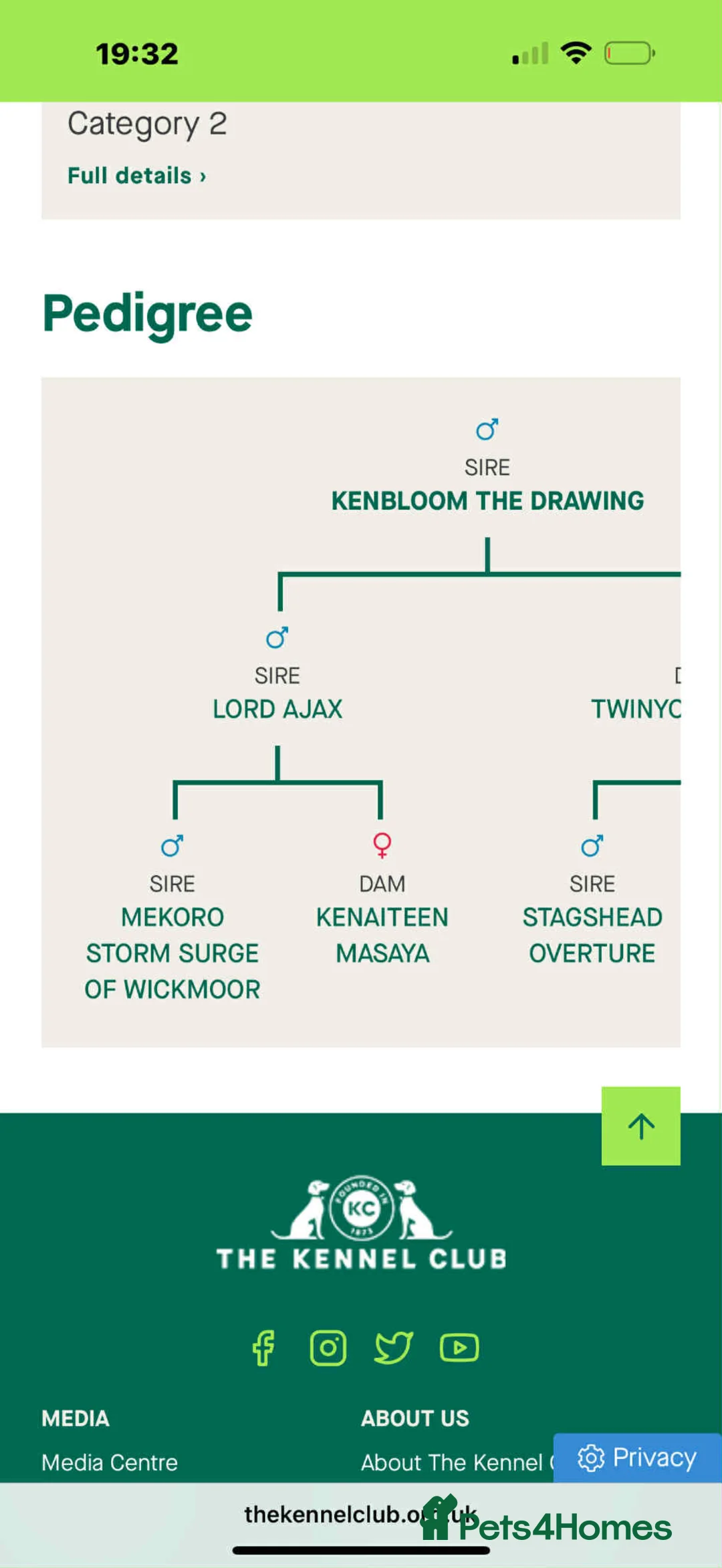 Labrador Retriever dogs for sale: Kc registered red lab puppy  - Advert 3