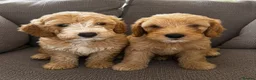 Cockapoo dogs for sale: Cockapoo in Southampton - Advert 4