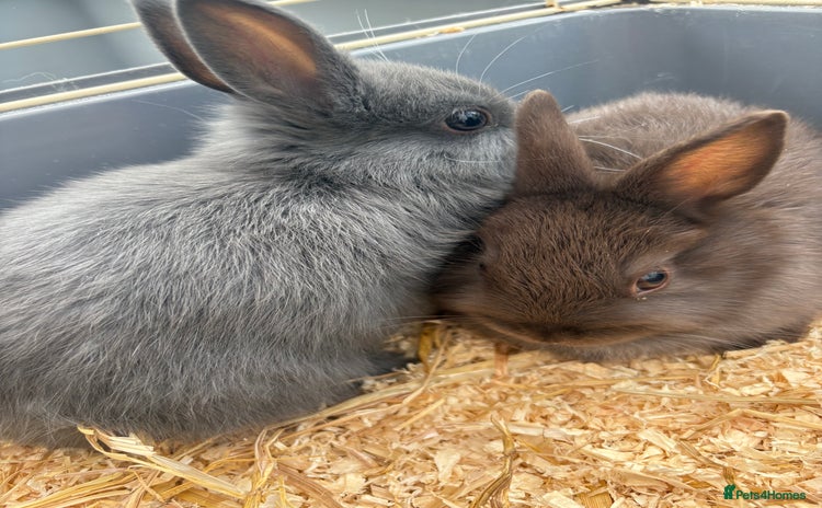 Netherland Dwarf rabbits - Advert 6