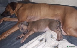 Rhodesian Ridgeback dogs for sale: 🦁KC RHODESIAN RIDGEBACKS PUPPIES🦁  - Image 10