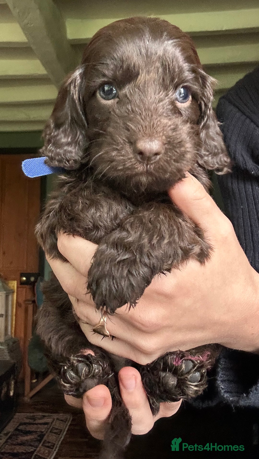 Cockapoo dogs for sale: Top Quality F1 Teddy Bear Cockapoo puppies - Image 3