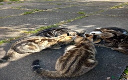 Domestic Shorthair cats for sale: 4 kittens, short haired - Image 8