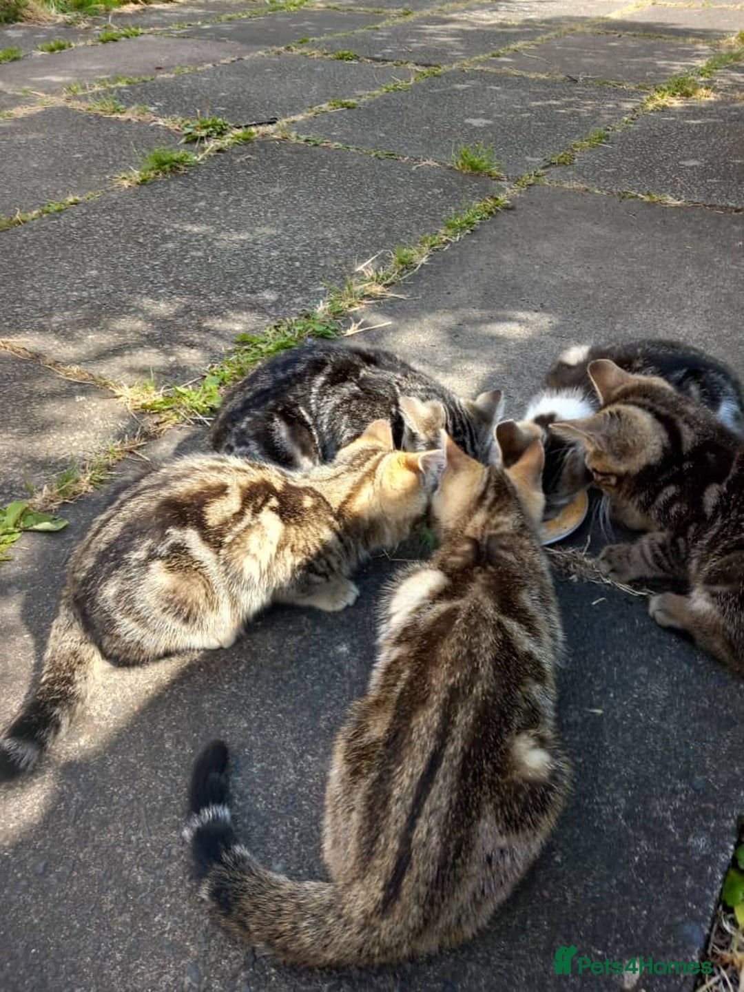 Domestic Shorthair cats for sale: 4 kittens, short haired - Image 8