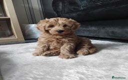 Cockapoo dogs for sale: Cockapoo female puppy  - Image 3