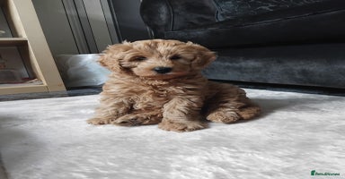Cockapoo dogs - Advert 4