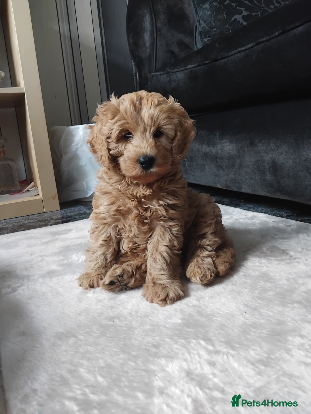 Cockapoo dogs for sale: Cockapoo female puppy  - Image 3
