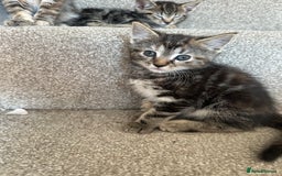 Bengal cats for sale: Bengal cross kittens  in Woodstock - Image 6