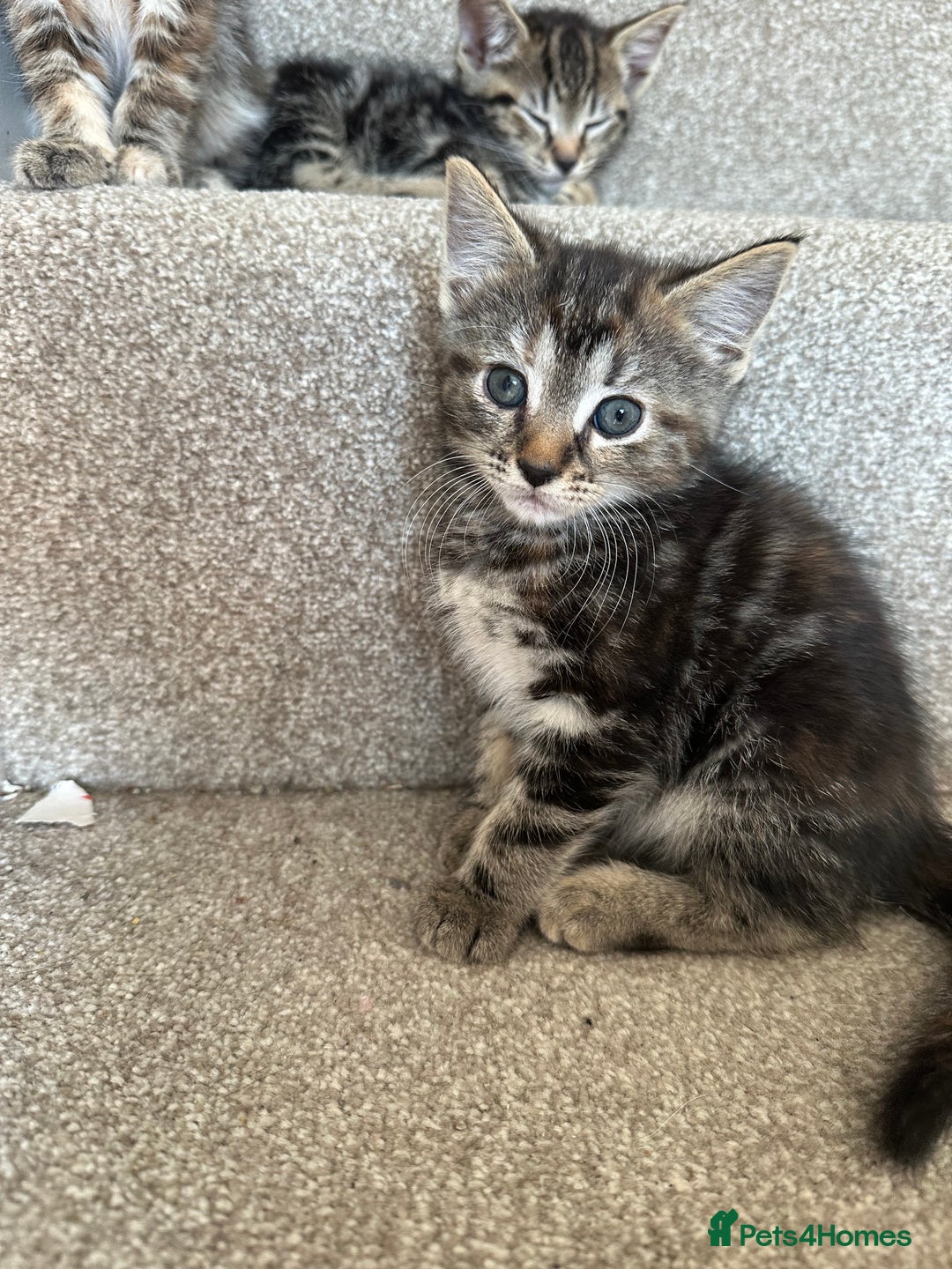 Bengal cats for sale: Bengal cross kittens  in Woodstock - Image 6