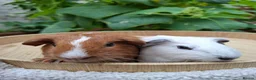 Guinea Pig rodents for sale: Guineapigs  in Rugby - Advert 3