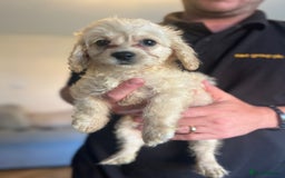 Mixed Breed dogs for sale: Adorable Maltipoo x Cockapoo puppies - Image 11