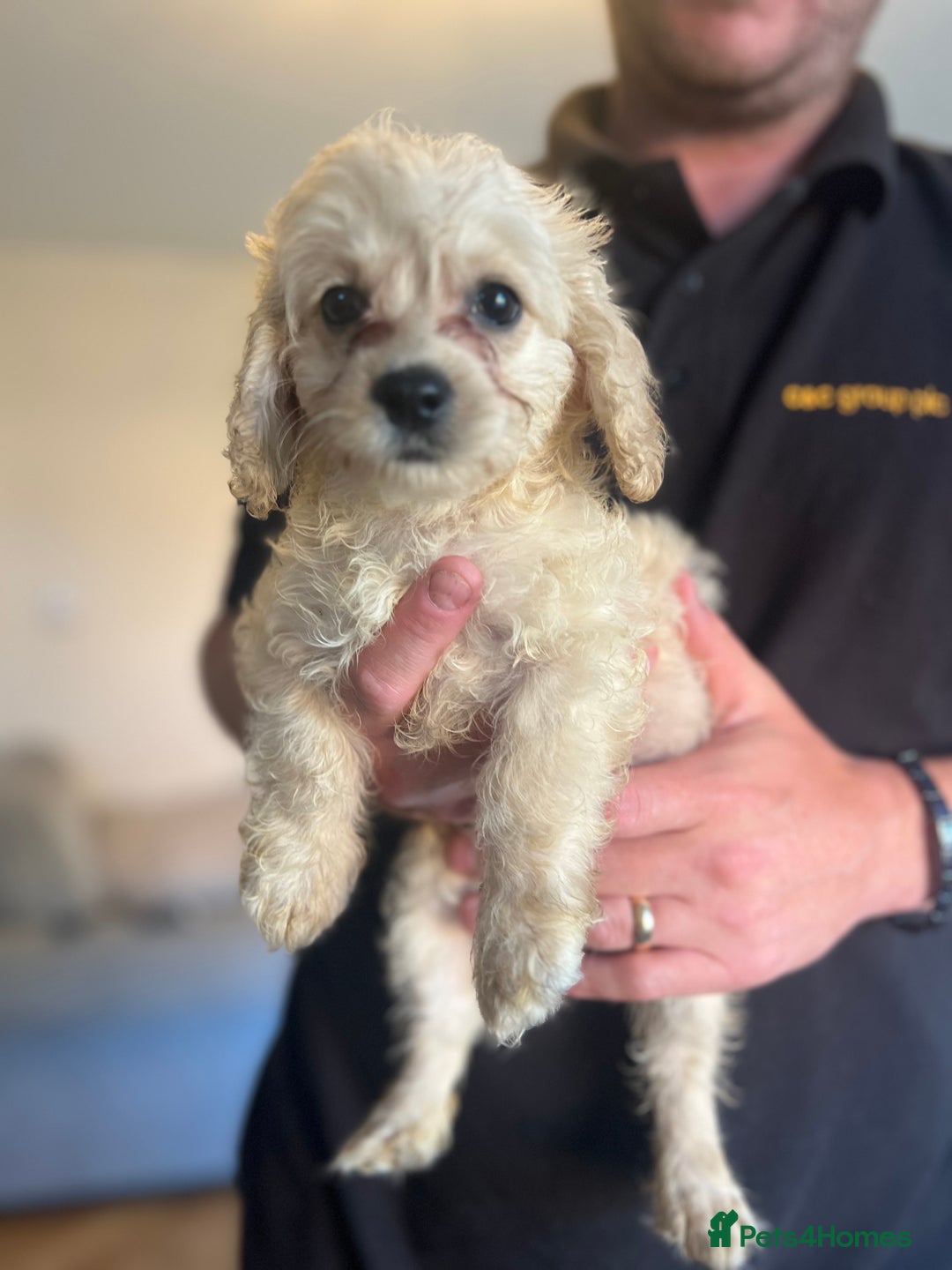 Mixed Breed dogs for sale: Adorable Maltipoo x Cockapoo puppies - Image 11