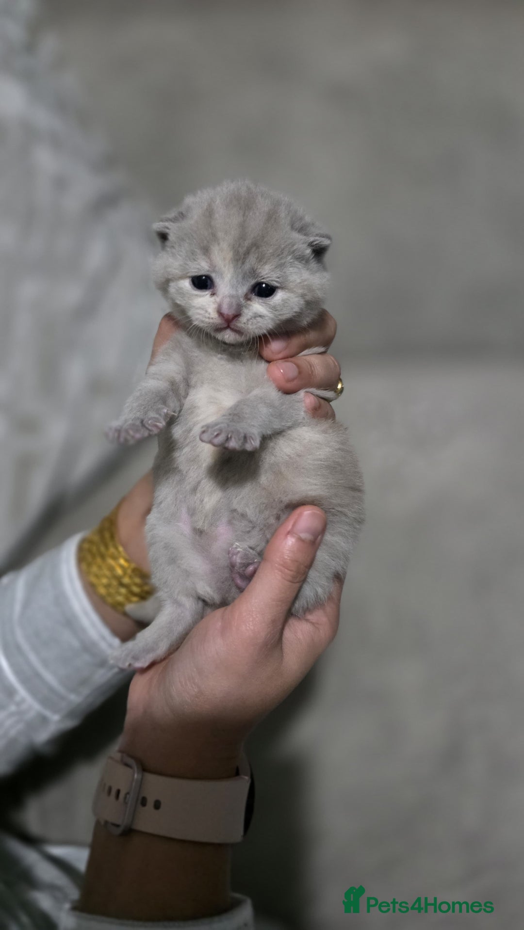British Shorthair cats for sale: ** LAST ONE LEFT BLUE MALE British Shorthair ** - Advert 22