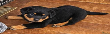 Rottweiler 1