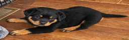 Rottweiler dogs for sale: Excellent Heritage and Exceptional Potential Pups in Cardiff - Advert 4