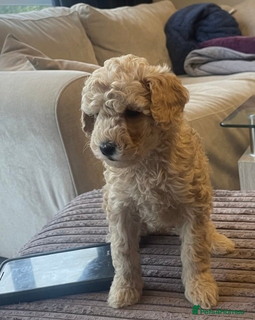 Mixed Breed dogs for sale: Toy poodle and miniature poodle mix puppies  - Advert 1