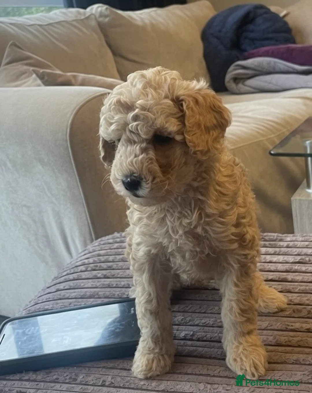 Mixed Breed dogs for sale: Toy poodle and miniature poodle mix puppies  - Advert 1