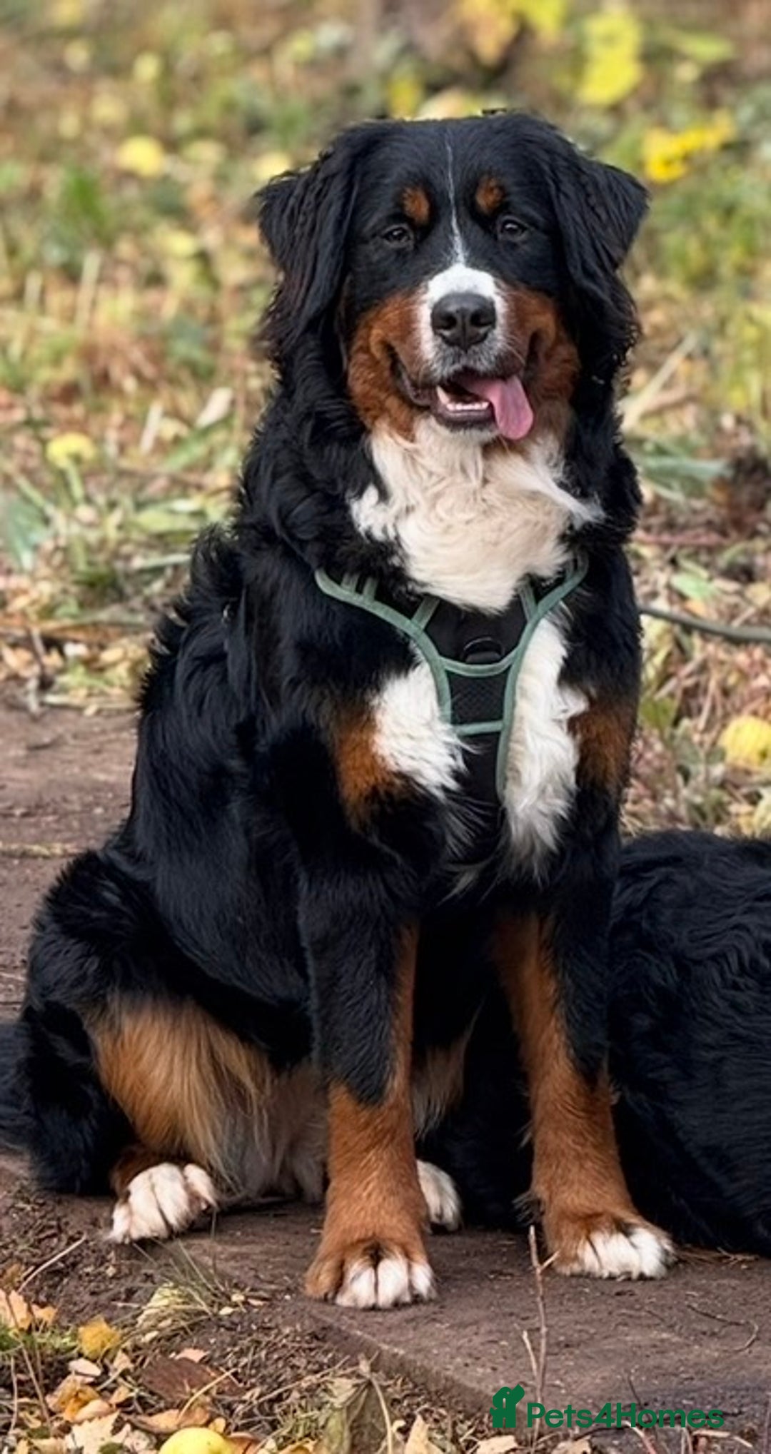 Bernese Mountain Dog dogs for sale: Beautiful Female 13 months  - Advert 1