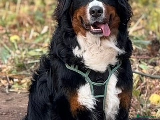 Bernese Mountain Dog dogs Beautiful Female 13 months - Advert 14