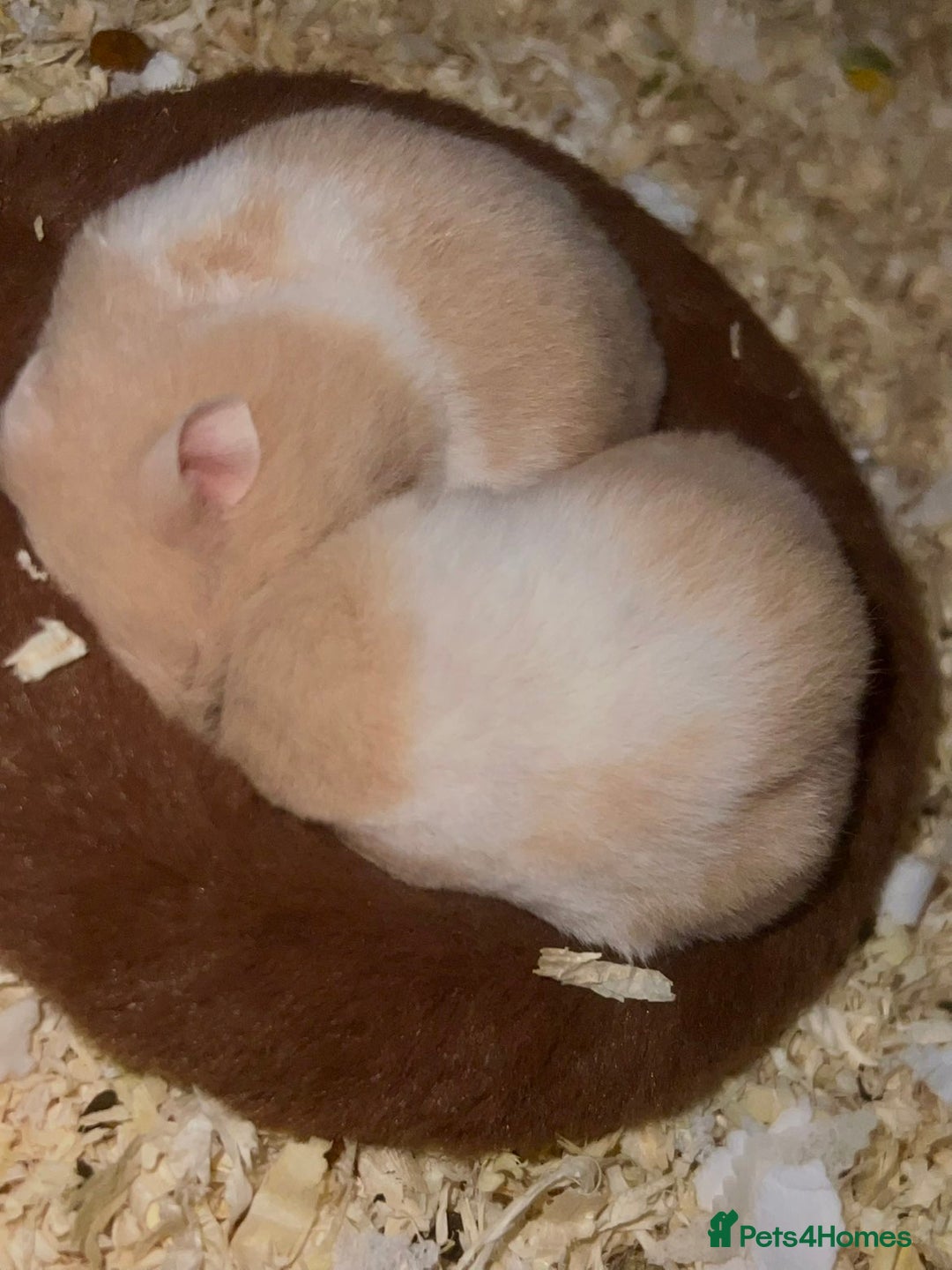 Hamster rodents for sale: 2 girls left Syrian hamsters  - Advert 5